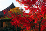 東寺講堂と紅葉