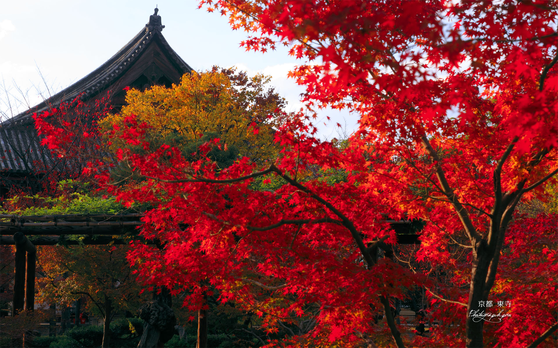 東寺講堂と紅葉