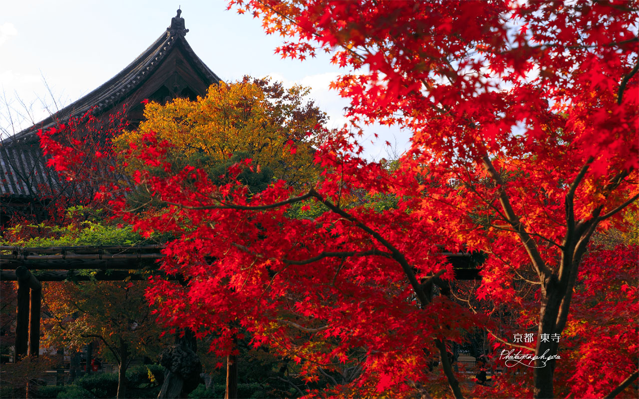 東寺講堂と紅葉 壁紙