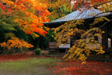 京都金蔵寺 紅葉の護摩堂