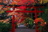 大原野神社三の鳥居と参道の紅葉