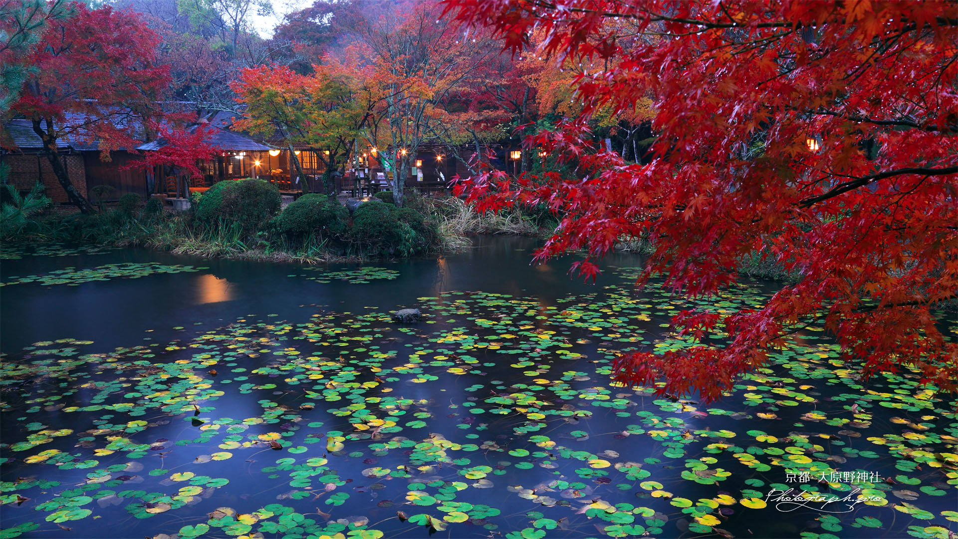 大原野神社鯉沢の池の紅葉