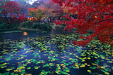 大原野神社鯉沢の池の紅葉