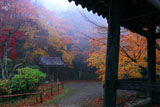京都金蔵寺 霧の境内