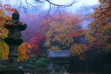 京都金蔵寺 石燈籠と紅葉の山内