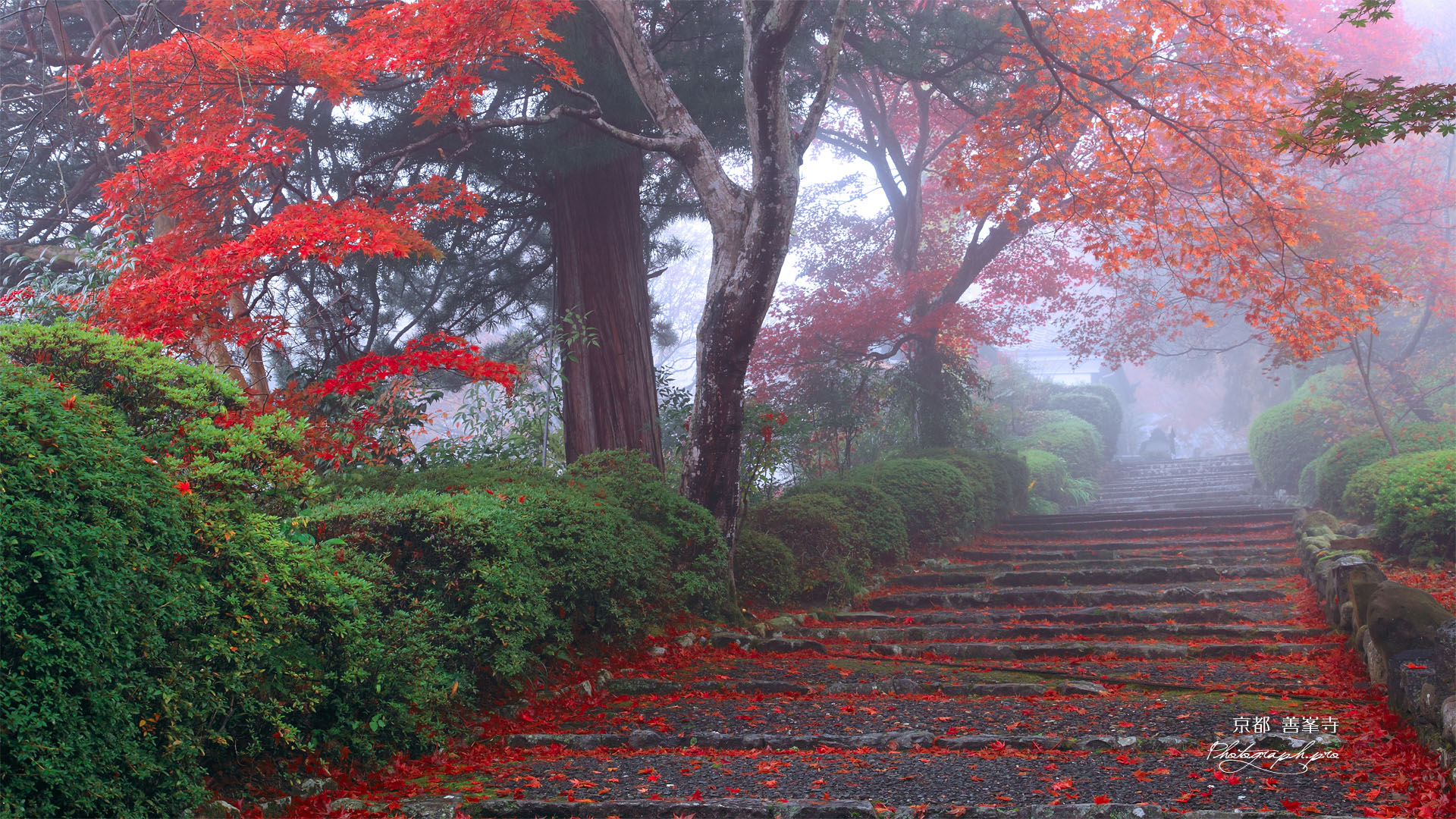 霧に覆われた善峯寺
