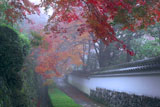 紅葉と白塀