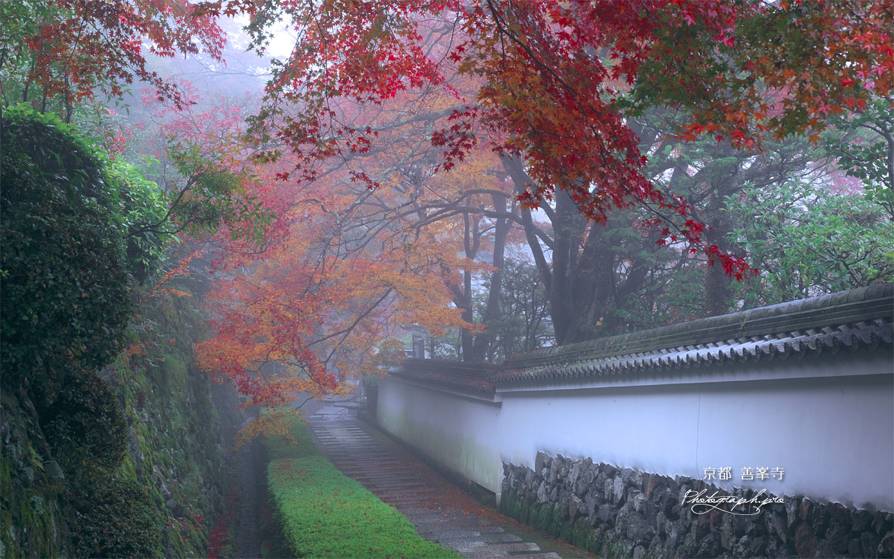 紅葉と白塀 壁紙