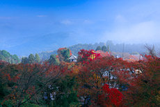 紅葉の善峯寺