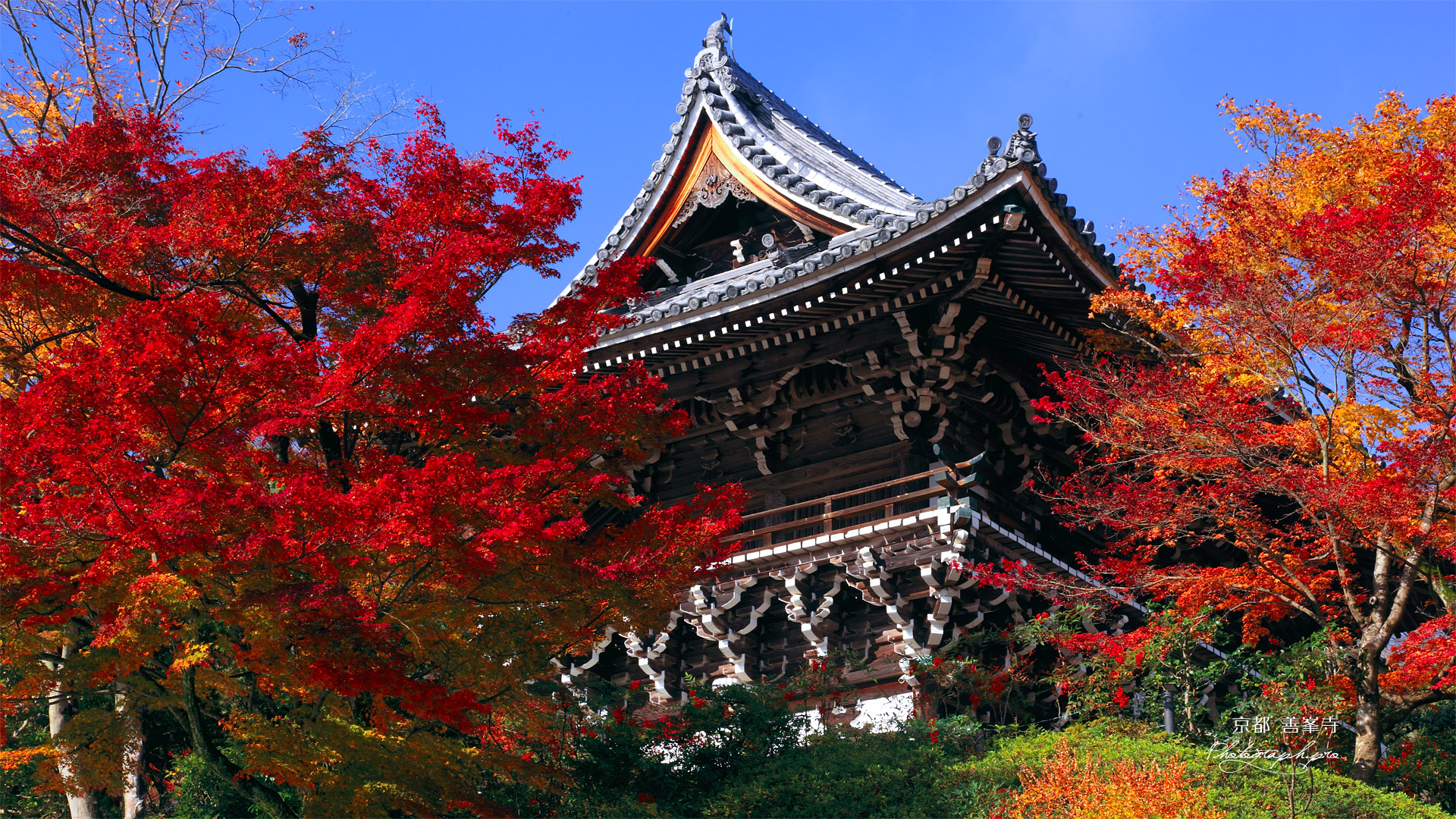 善峯寺の紅葉の山門
