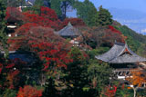 遠く大枝