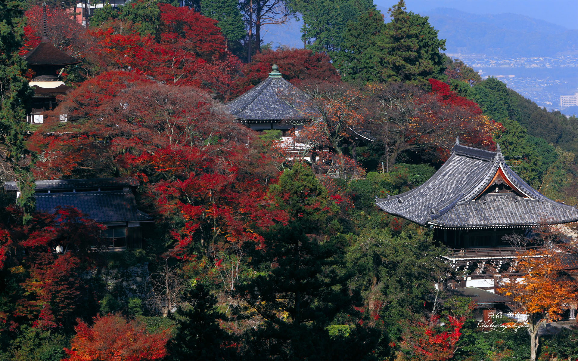 遠く大枝