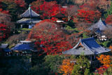 善峯寺の紅葉の伽藍