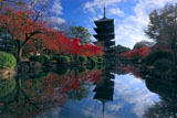 東寺五重塔と紅葉