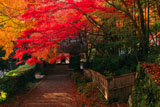 京都金蔵寺 参道の紅葉