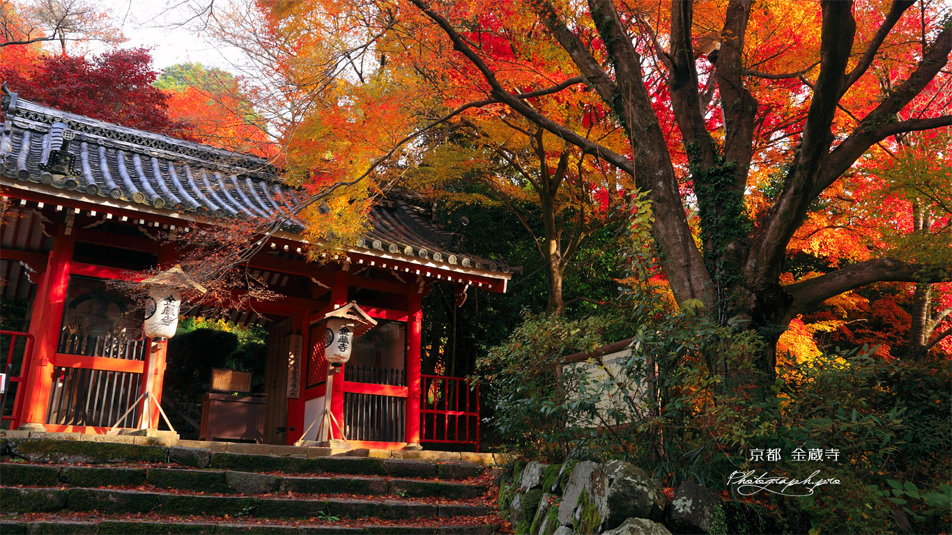 京都金蔵寺 紅葉の仁王門 壁紙
