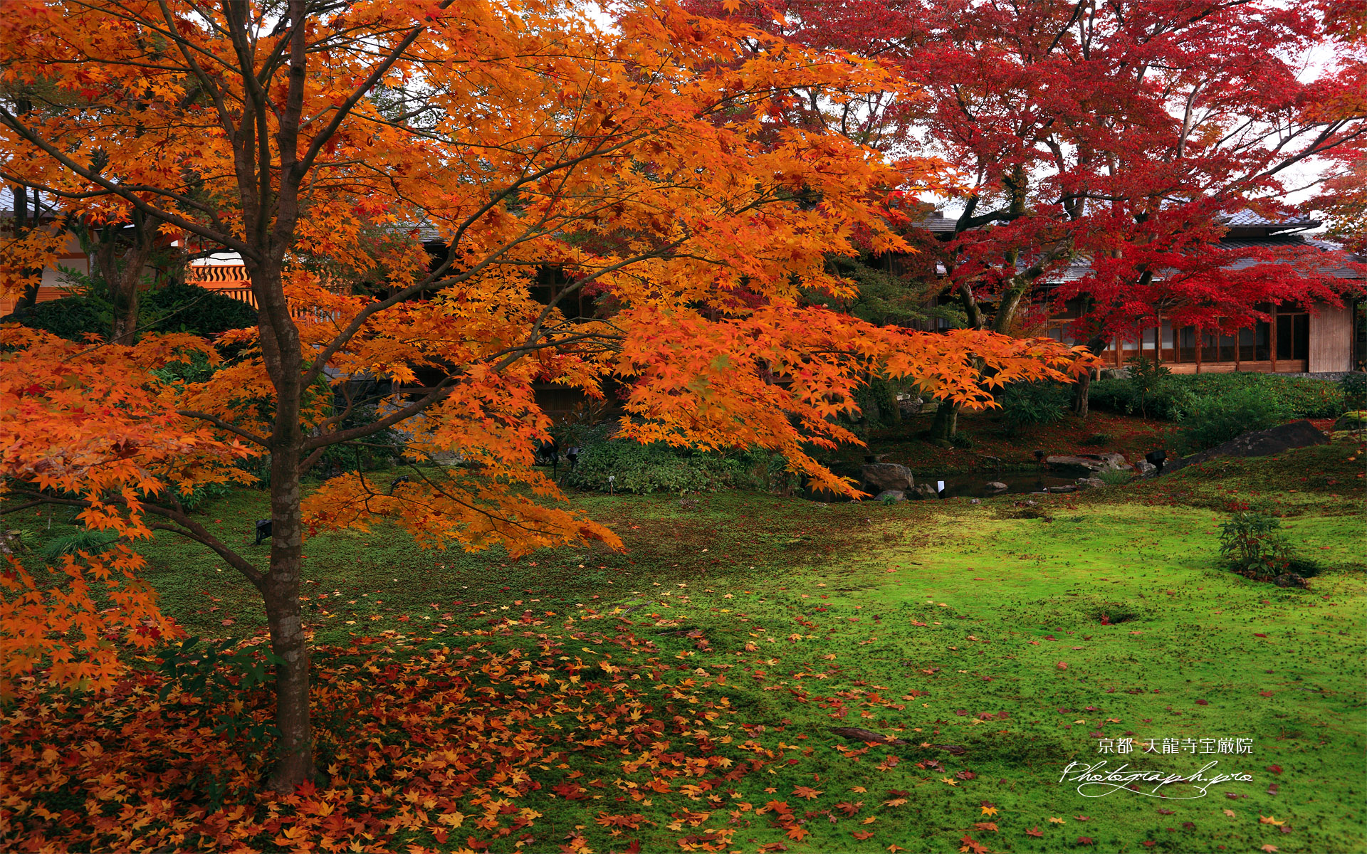宝厳院 散紅葉と書院