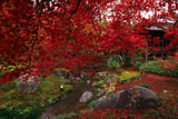 宝厳院 紅葉越しの書院