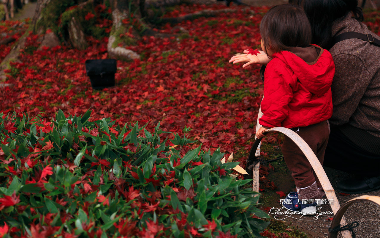 宝厳院 母子と敷紅葉 壁紙