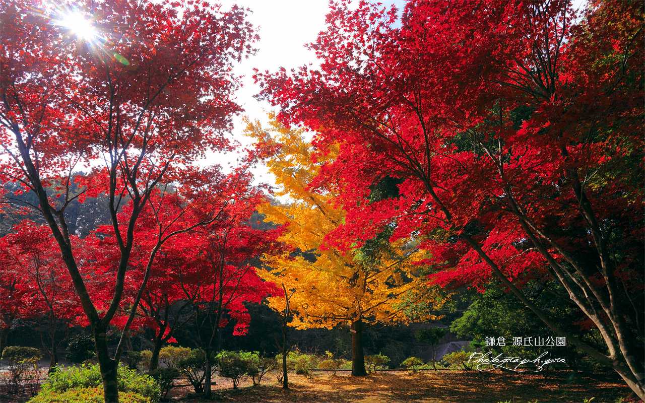 源氏山公園 楓紅葉と銀杏黄葉 壁紙