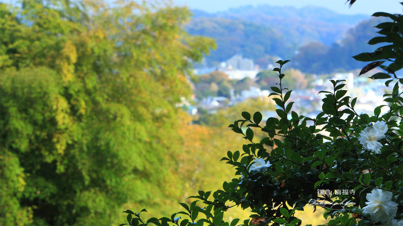 寿福寺 墓域の山茶花 壁紙