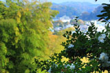 寿福寺 墓域の山茶花
