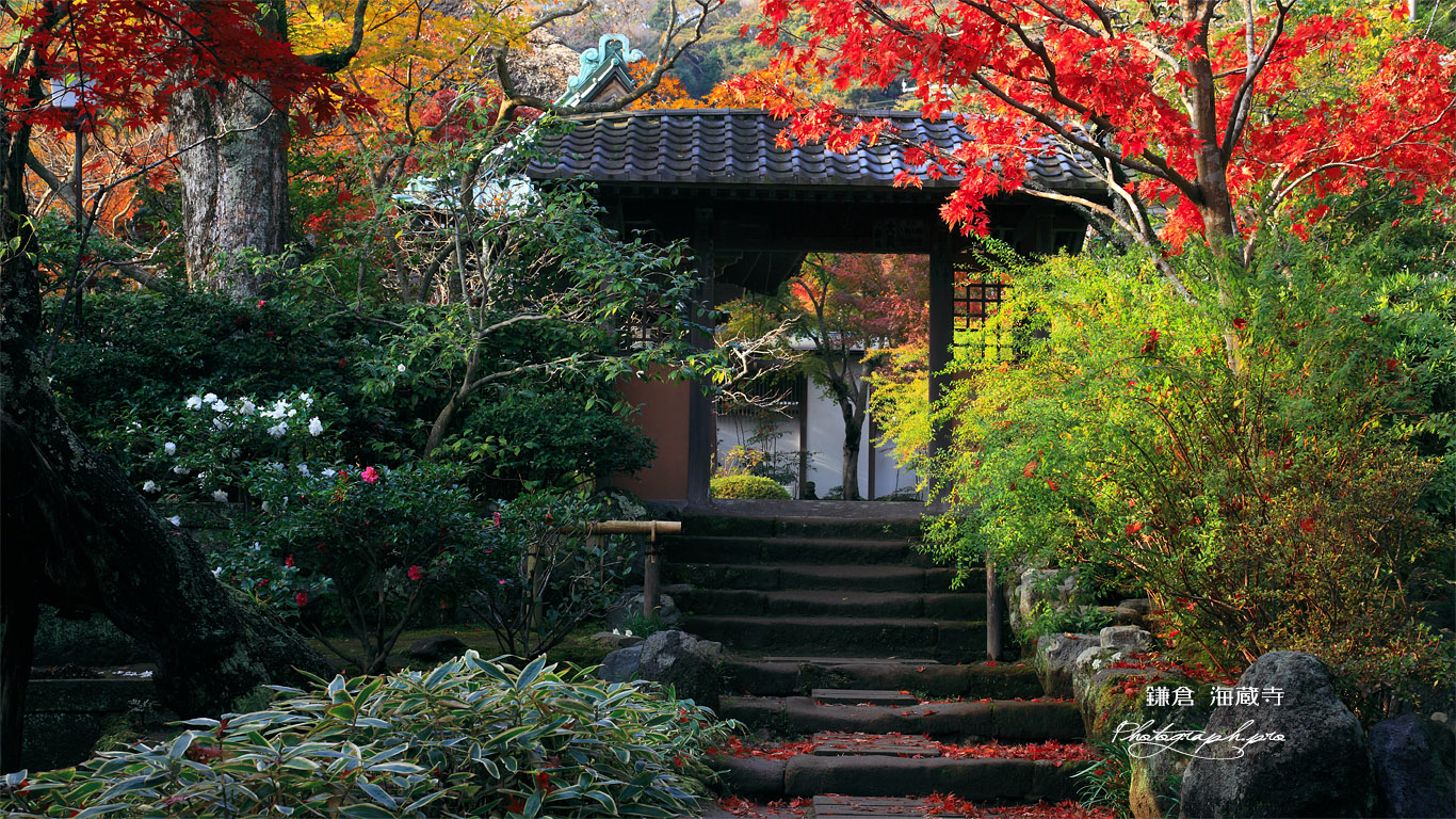 海蔵寺 紅葉と小門 壁紙