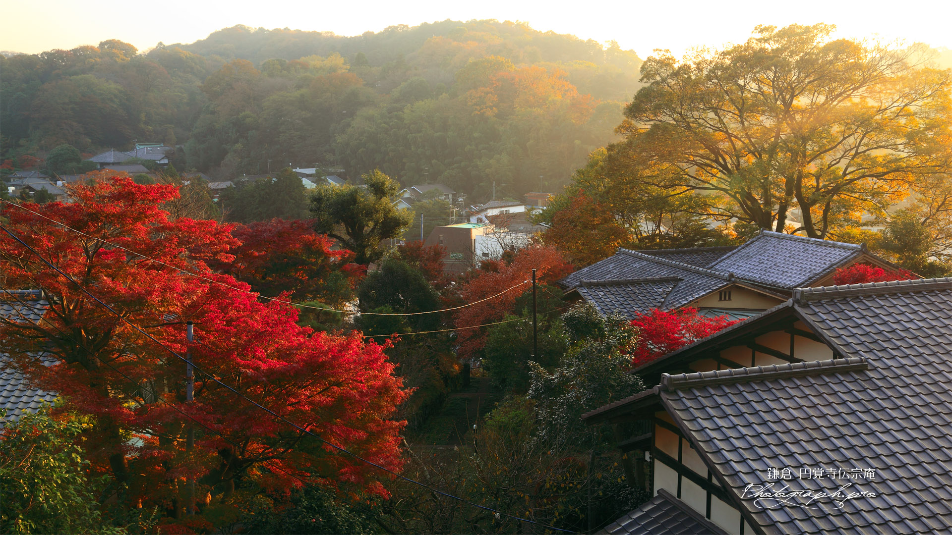 紅葉の円覚寺伝宗庵