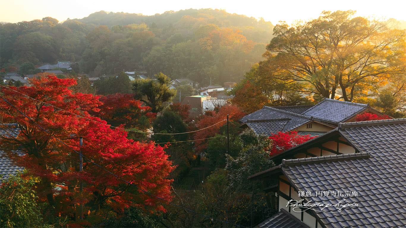 紅葉の円覚寺伝宗庵 壁紙