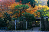 明月院総門と紅葉