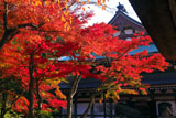 紅葉の円覚寺仏殿