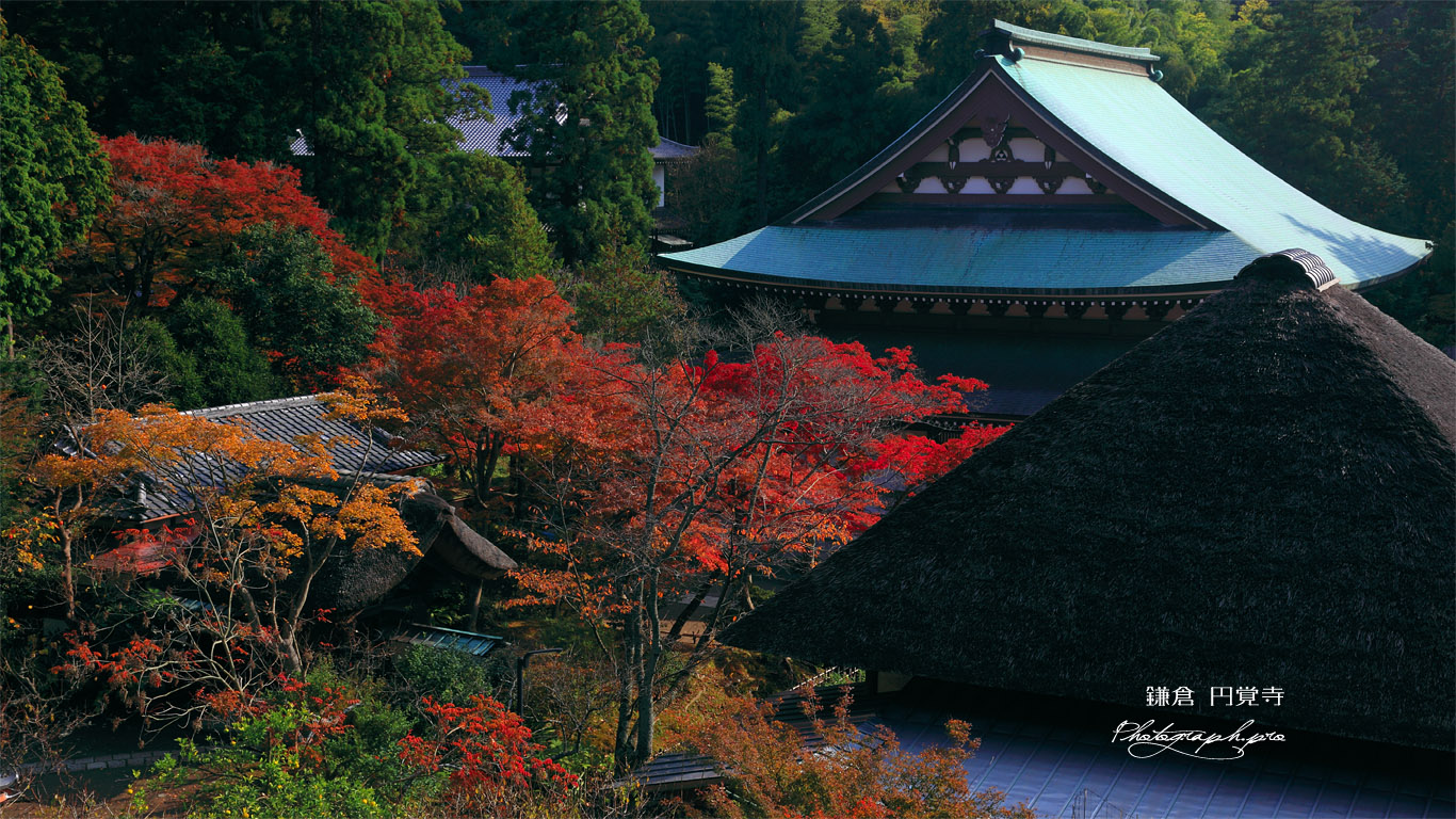 円覚寺龍隠庵から紅葉の境内 壁紙