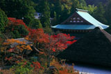 円覚寺龍隠庵から紅葉の境内
