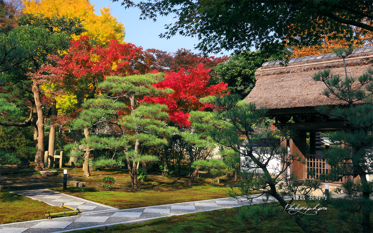 鎌倉長寿寺 紅葉と山門 壁紙