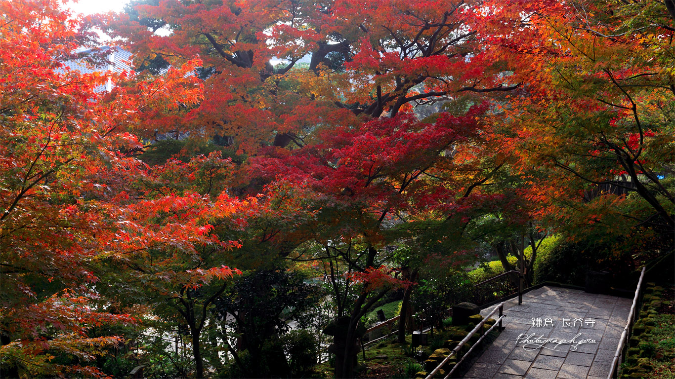 鎌倉長谷寺参道の紅葉 壁紙