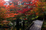 鎌倉長谷寺参道の紅葉