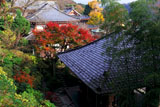 鎌倉長谷寺散策路から紅葉の境内