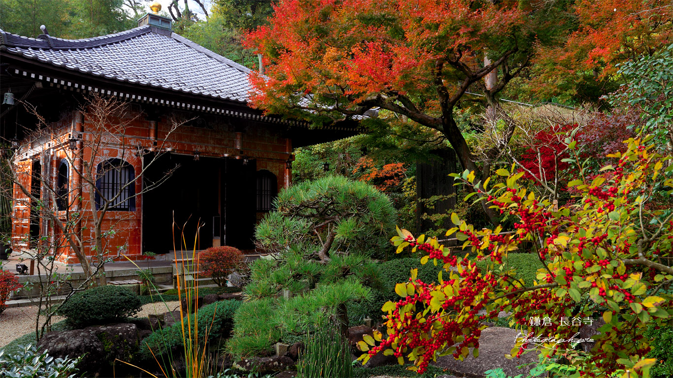鎌倉長谷寺のウメモドキと経蔵 壁紙