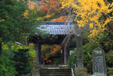 安国論寺 イチョウ黄葉と山門