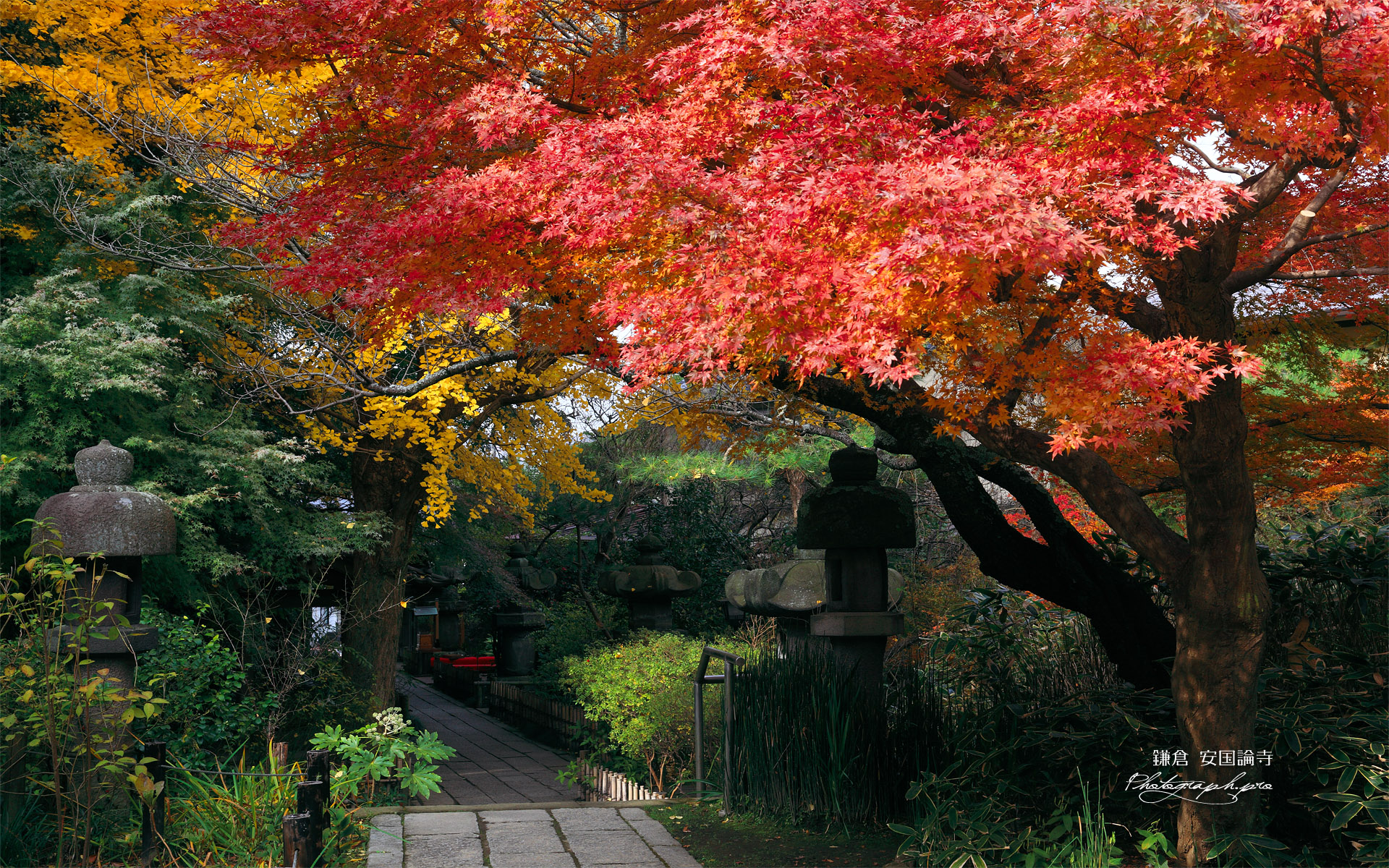安国論寺 紅葉の参道