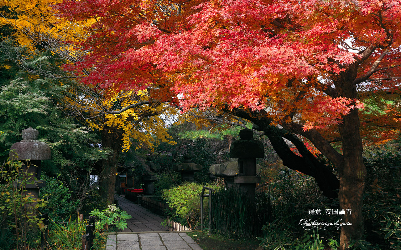 安国論寺 紅葉の参道 壁紙