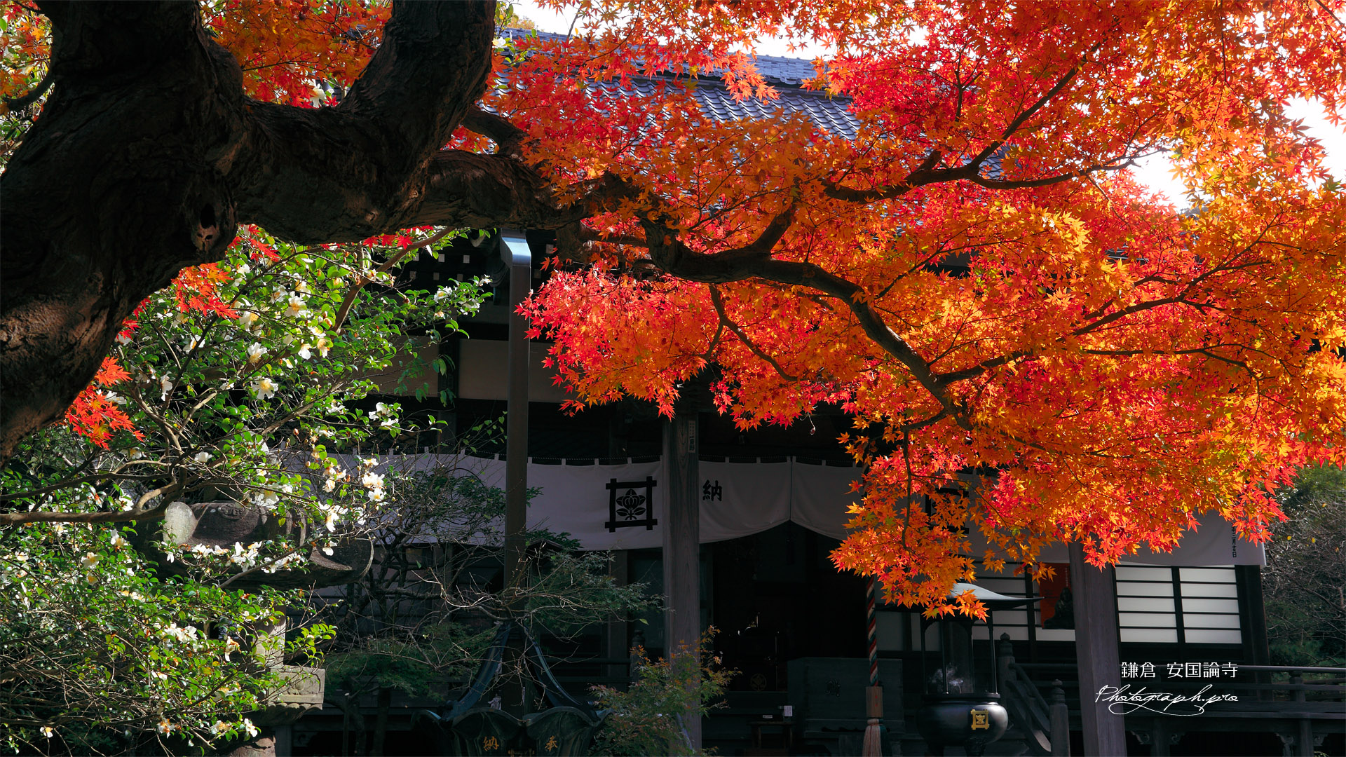 安国論寺 紅葉と本堂