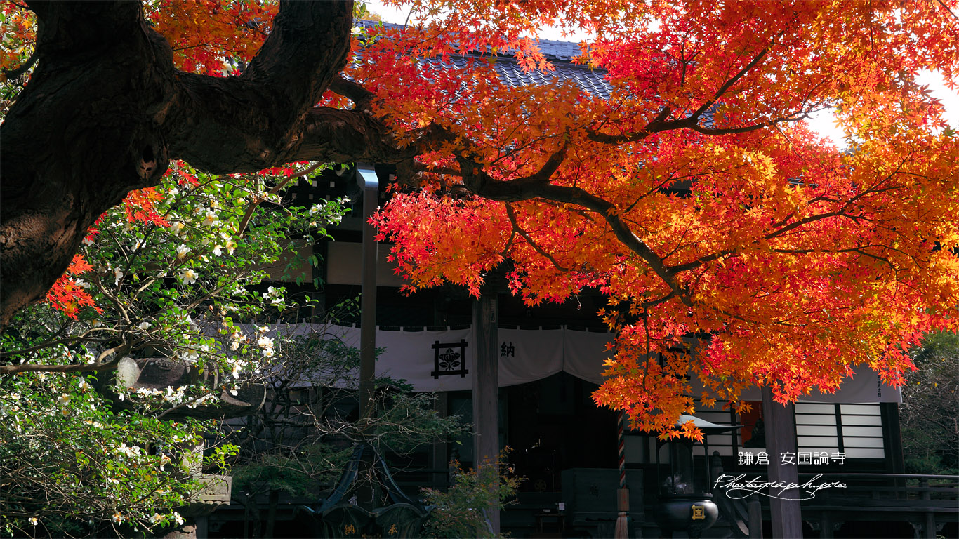 安国論寺 紅葉と本堂 壁紙