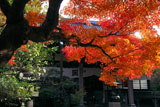 安国論寺 紅葉と本堂