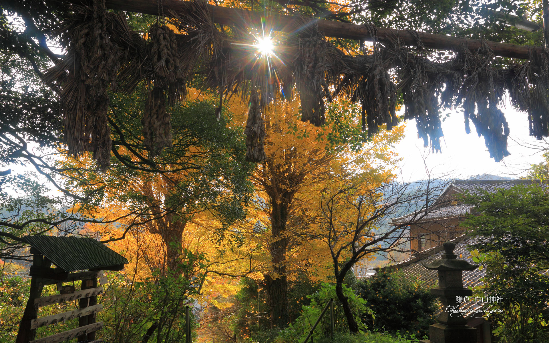 鎌倉白山神社の大注連縄と銀杏の黄葉