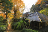 鎌倉今泉寺と銀杏の黄葉