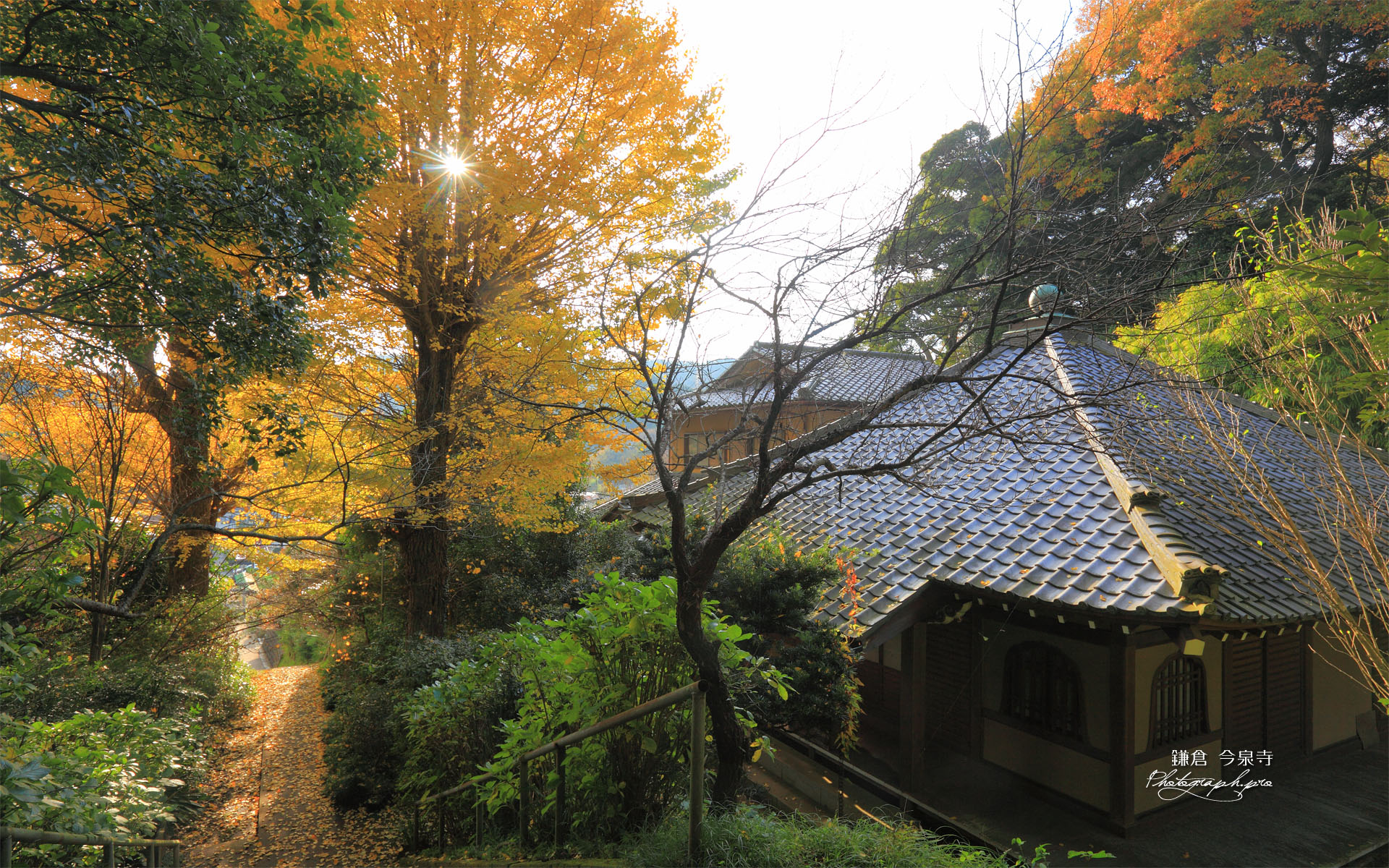 今泉寺と銀杏の黄葉