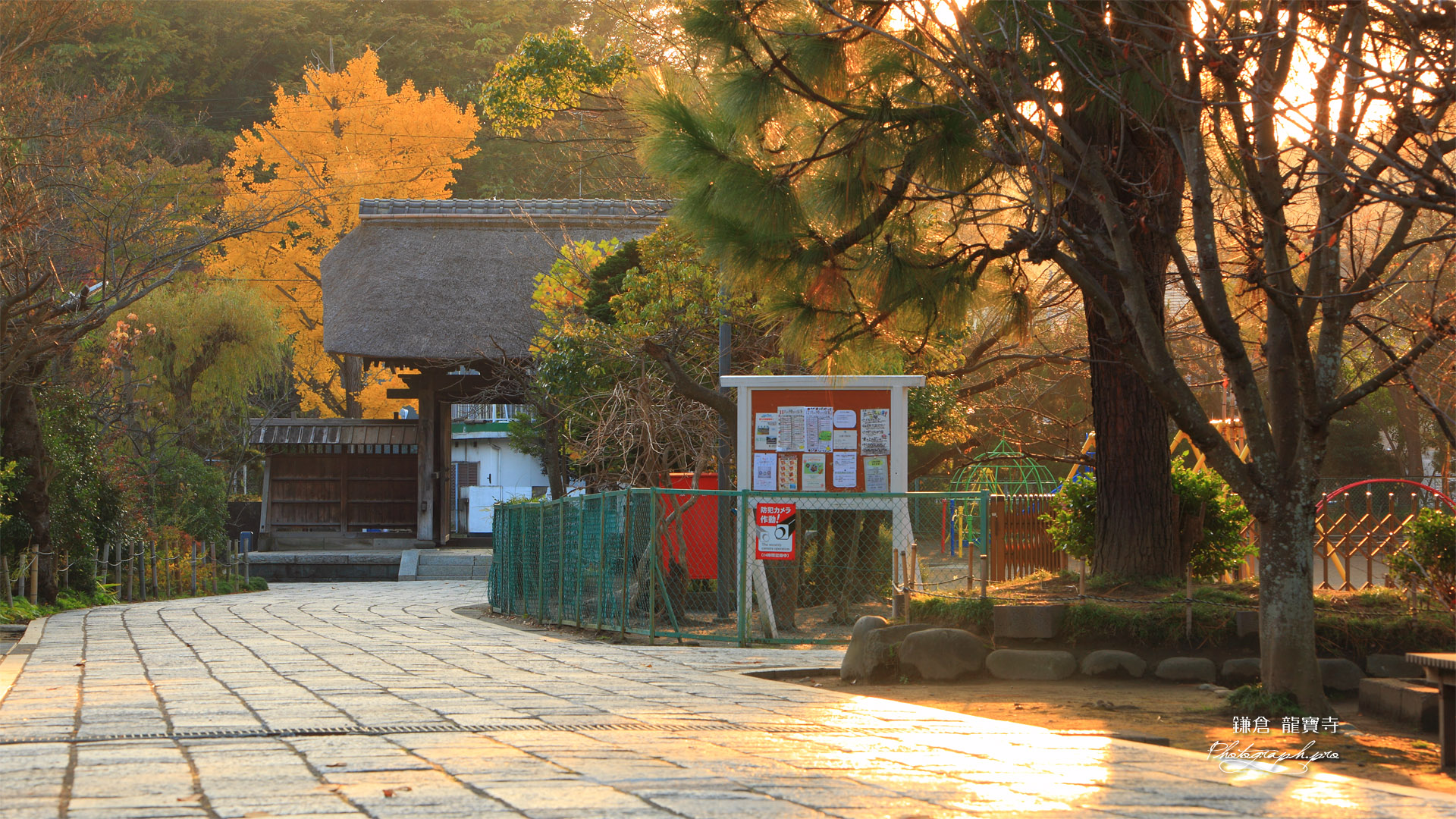 鎌倉龍宝寺 夕陽に耀く参道とイチョウの黄葉