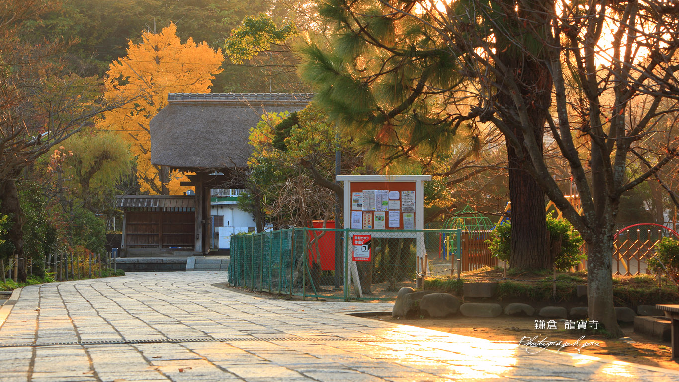 鎌倉龍宝寺 夕陽に耀く参道とイチョウの黄葉 壁紙