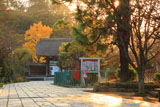 鎌倉龍宝寺 夕陽に耀く参道とイチョウの黄葉